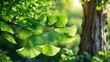 © NFTNexus - During summer, the Ginkgo biloba, or Maidenhair tree, displays lush green leaves