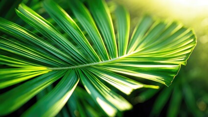 Poster - Lines and Patterns Found in Green Palm Leaves