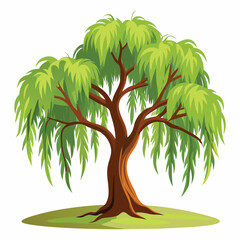 A beautiful weeping willow tree