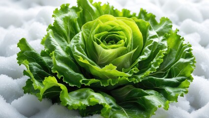 Poster - Isolated raw green oak lettuce on white, known for its crisp texture and sweet taste, perfect for healthy salads.