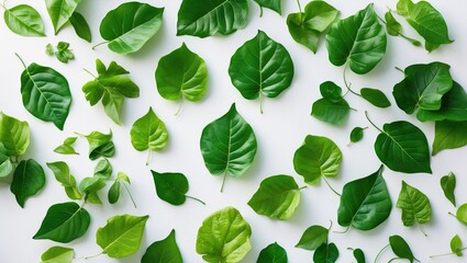 Poster - Green leaves and leaf branches displayed in a flat lay on a white surface.