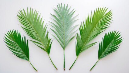 Poster - Green palm leaves displayed on a white background from above
