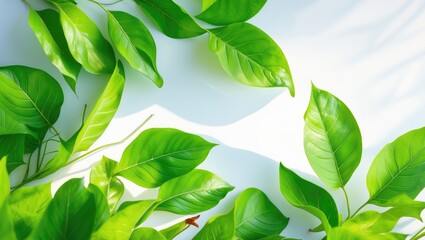 Poster - Isolated green leaves on a white backdrop