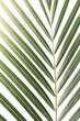 © Austockphoto - Isolated green palm leaf frond with copy space