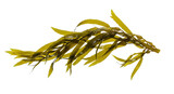 Vibrant underwater kelp floating gracefully in a serene ocean environment
