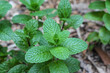 © Austockphoto - Green mint leaf detail