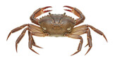 Isolated Crab