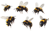 Realistic photo of bumblebees flying, transparent background