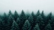 © creativeideh - Misty Evergreen Forest: An Aerial View of Serene Coniferous Trees