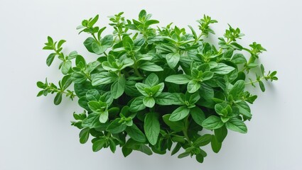 Poster - Isolated fresh green oregano leaves seen from above on a white background