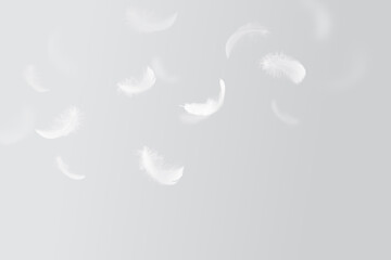 Wall Mural - many white feathers floating in the air. fluffy downy, flying feathers. softness of feathers falling