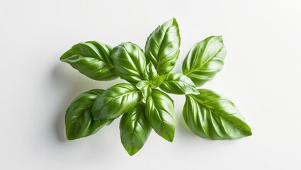 Poster - Isolated fresh basil plant on a white backdrop.