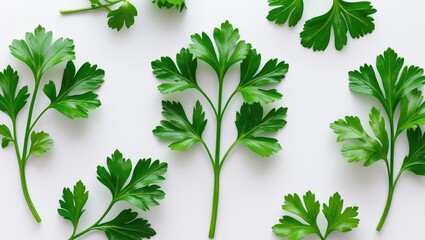 Aufkleber - Single fresh parsley leaf isolated. Set of parsley leaves against white. Collection. Flat lay.