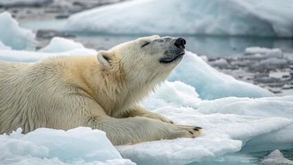 polar bear in the snow