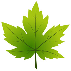 Wall Mural - Autumn foliage maple leaves on isolated transparent background.