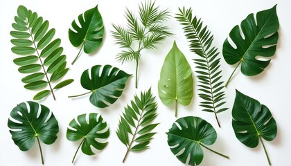 Poster - Collection of various green tropical leaves isolated on white background. Tropical foliage pattern. Botanical design element, perfect for nature, eco projects. Suitable for summer decor, invitation
