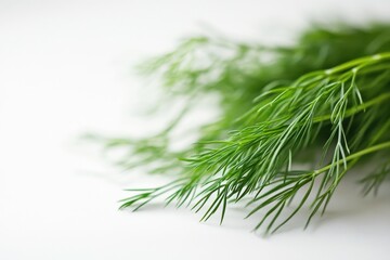 Poster - Fresh green dill herb placed on a neutral background representing culinary use and natural flavors