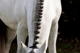 A close-up of the braided mane of a white horse. 