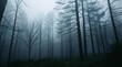 © Mohamed - foggy forest in the night