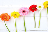 row of colorful gerbera daisies on a white wooden background