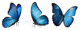 three blue morpho butterflies isolated on white background