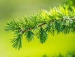 © Dmitrii Potashkin - Young branches of larch. Closeup of green larch young needles.