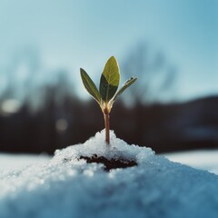 Aufkleber - Climate Resilience and Regenerative Growth Eco-Innovative Seedling Breaking Through Winters Crystalline Landscape - Sustainable Agriculture Visual Narrative