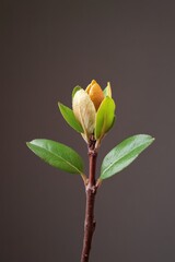 Aufkleber - Regenerative Agriculture Visual Precision Botanical Emergence of Apple Tree Bud - Sustainable Organic Farming Innovation and Seasonal Renewal Storytelling