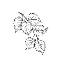 Tree branch with leaves. Vector black and white illustration hand drawn with ink. Hazelnut leaves.