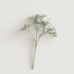 Aufkleber - Single sprig of fresh dill on bright background, light and airy food styling, culinary herb for cooking and flavoring meals