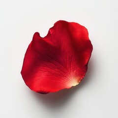 Aufkleber - Single Red Rose Petal with Delicate Veins on Soft White Background for Elegant Design and Floral Themes