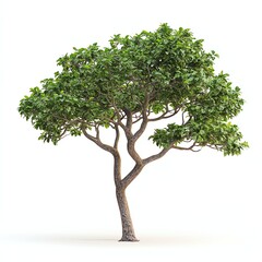 Isolated Green Tree with Lush Foliage Against White Background for Design
