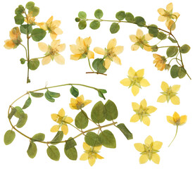 Wall Mural - Set of dried flowers of loosestrife. Digital herbarium, scrapbooking. Flowers, leaves and stems of loosestrife isolated on white. Herbarium.