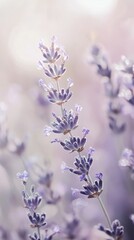 Poster - Serene bokeh background in pale lavender and white hues featuring a sprig of blooming lavender with delicate floral structures