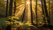 © Onisevens - Sunburst Through Autumn Forest Canopy, Golden Light Rays.