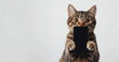 © W.O.W - Tabby cat holding smartphone for online sale ad, demonstrating mobile device, showing modern gadget, inviting to shop, attracting attention deals online
