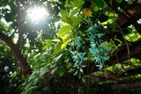 A blooming jade vine with turquoise-colored, hanging flower tendrils in a tropical rainforest
