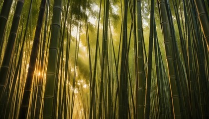 Serene bamboo forest sunlight dappled greens golds natural tranquil background