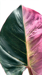 Poster - Close-up of a leaf with dark green and pink sections, showcasing intricate vein patterns, representing nature's beauty and organic textures, ideal for botanical or design backgrounds