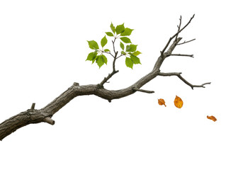 Isolated Tree Branch with New Spring Leaves and Fallen Autumn Leaves