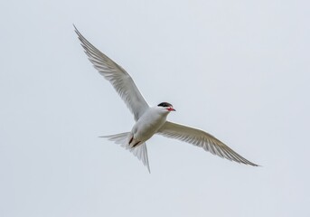 Wall Mural - Arctic tern soars in the sky isolated on white background