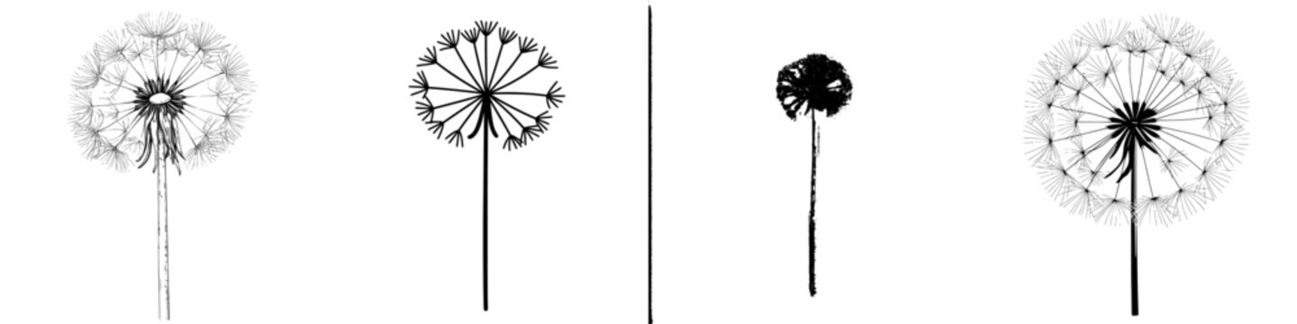 Modern isolated illustration of Taraxacum dandelion flower in black and white graphic art