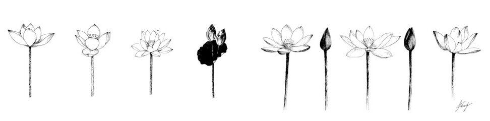 The modern lotus flower is a floral botanical flower that serves as an isolated illustration element, with its full name being simply lotus, and can be used as a modern wildflower for backgrounds,