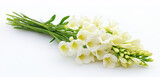 A beautiful bouquet of white freesia flowers on a white background.