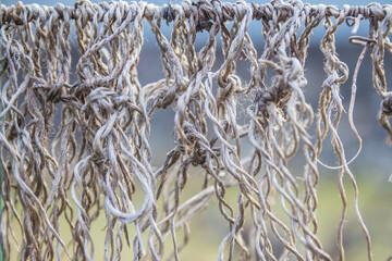 Wall Mural - An Old Twisted Rope Hanging Outdoors in a Rustic and Abandoned Setting Abounds with Character