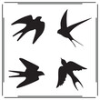 © Mst - Swallow silhouette, Swallow illustration , Swallow clipart, Swallow vector , Swallow icon , black Swallow, Swallow illustration on white background,