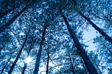 pine tree, cedar tree landscape, close-up.