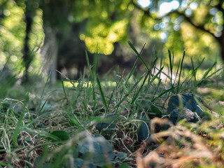 Wall Mural - close up of a grassy area with some rocks on the ground
