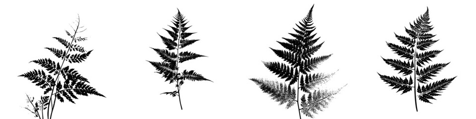 Poster - vector hand-drawn ferns illustrating various shapes and textures in a natural setting and artistic s