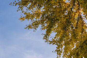 Wall Mural - tree with leaves is in the foreground and the sky is blue